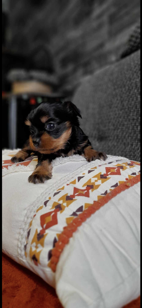        A R&Eacute;SERVER 3femelles m&acirc;les yorkshires 1200 62300 Lens