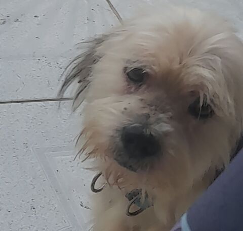 MAYA la petite bichonne 350 76200 Dieppe