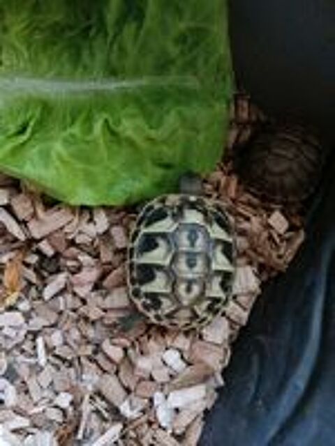   Tortues GRECQUES nées pendant l'été 2025 