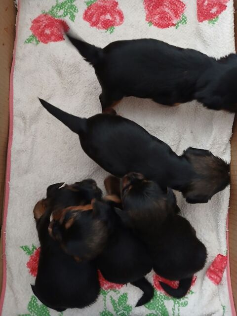 5 petits loulous yorkshires disponibles  . 850 29000 Quimper