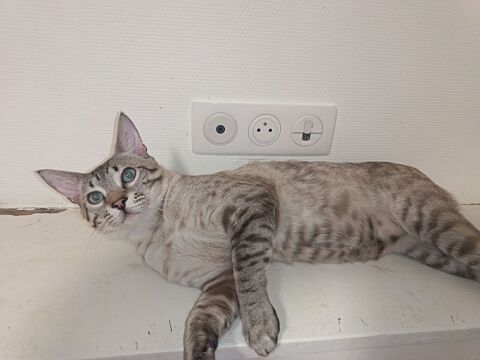 Chat Savannah 500 87290 Saint-sornin-leulac