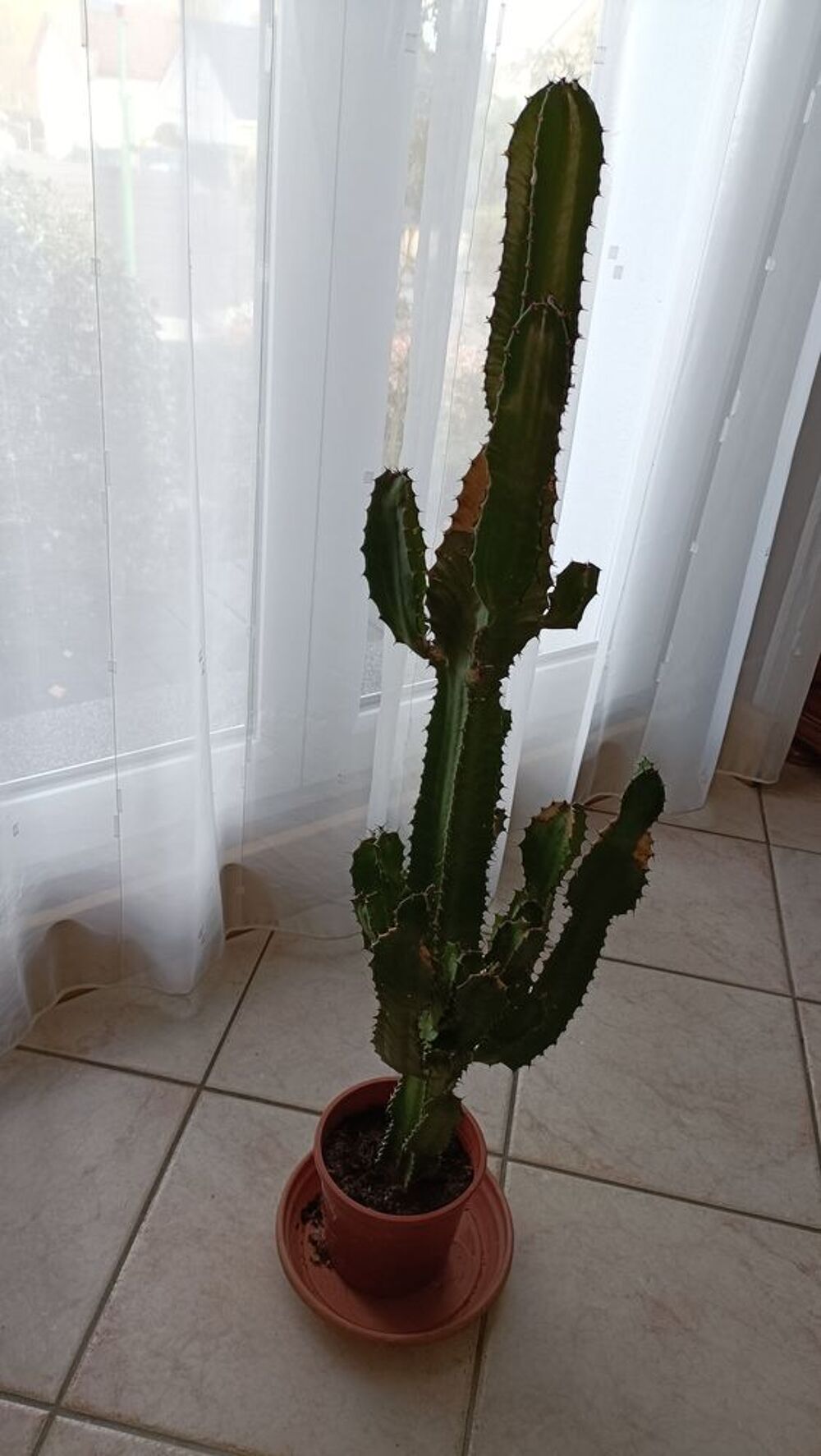 cactus diff&eacute;rentes tailles 
Jardin