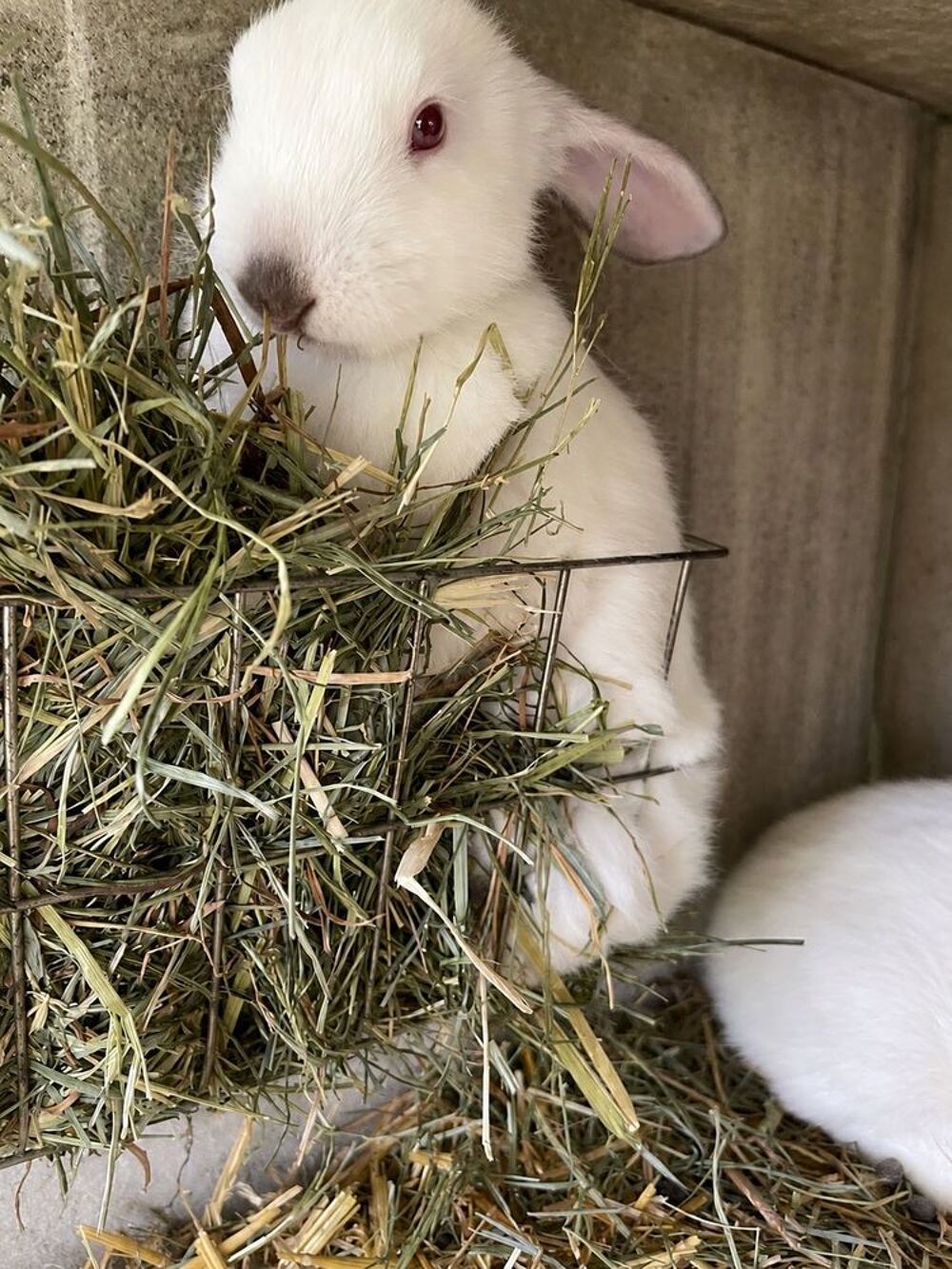 lapins californiens Jardin