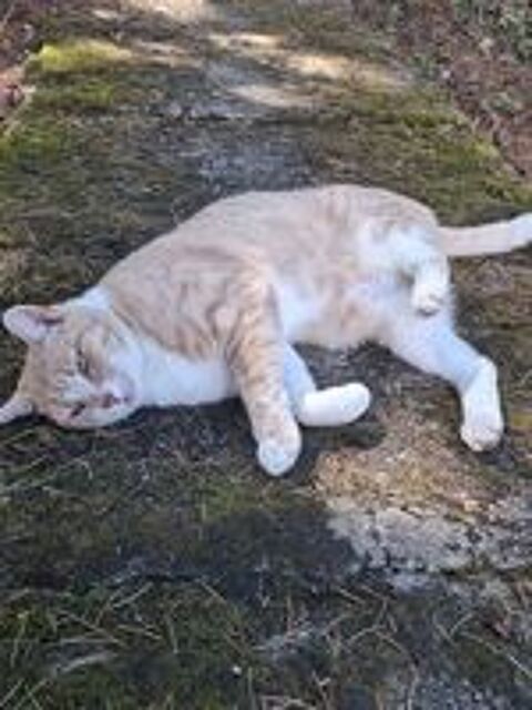   VOLTAIRE CHAT TIGRE ROUX CLAIR 4 ANS 