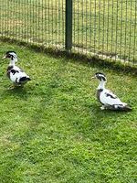   Canards d ornement  