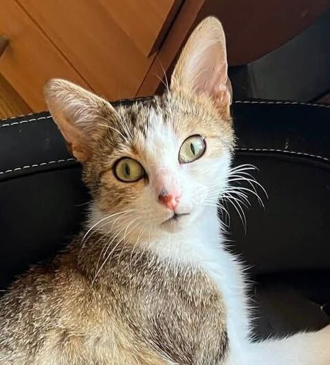 Sharone, affectueuse chatte tigr&eacute;e et blanche 99 50330 Théville