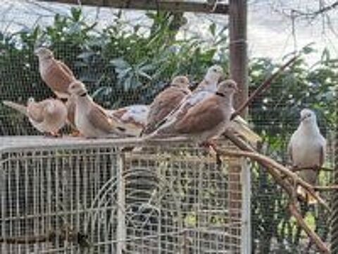   TOURTERELLES à adopter via l'association UMA  
