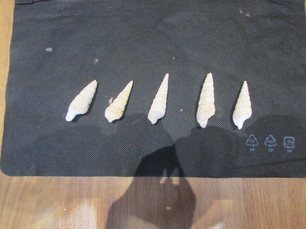 fossile de la r&eacute;gion de Bordeaux . 
