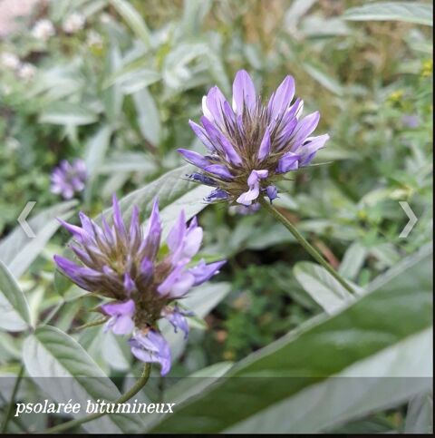 - Je donne des pieds de Psoral�e bitumineuse 0 Hy�res (83)