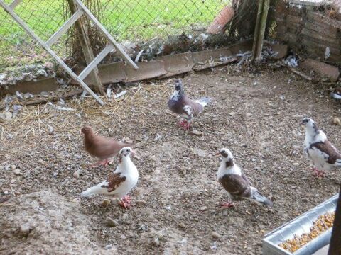 pigeons 25 82340 Donzac