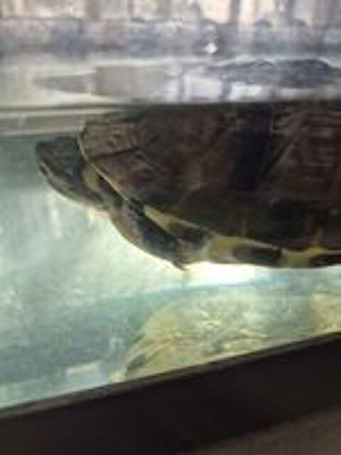   Donne tortue d eau avec son aquarium  