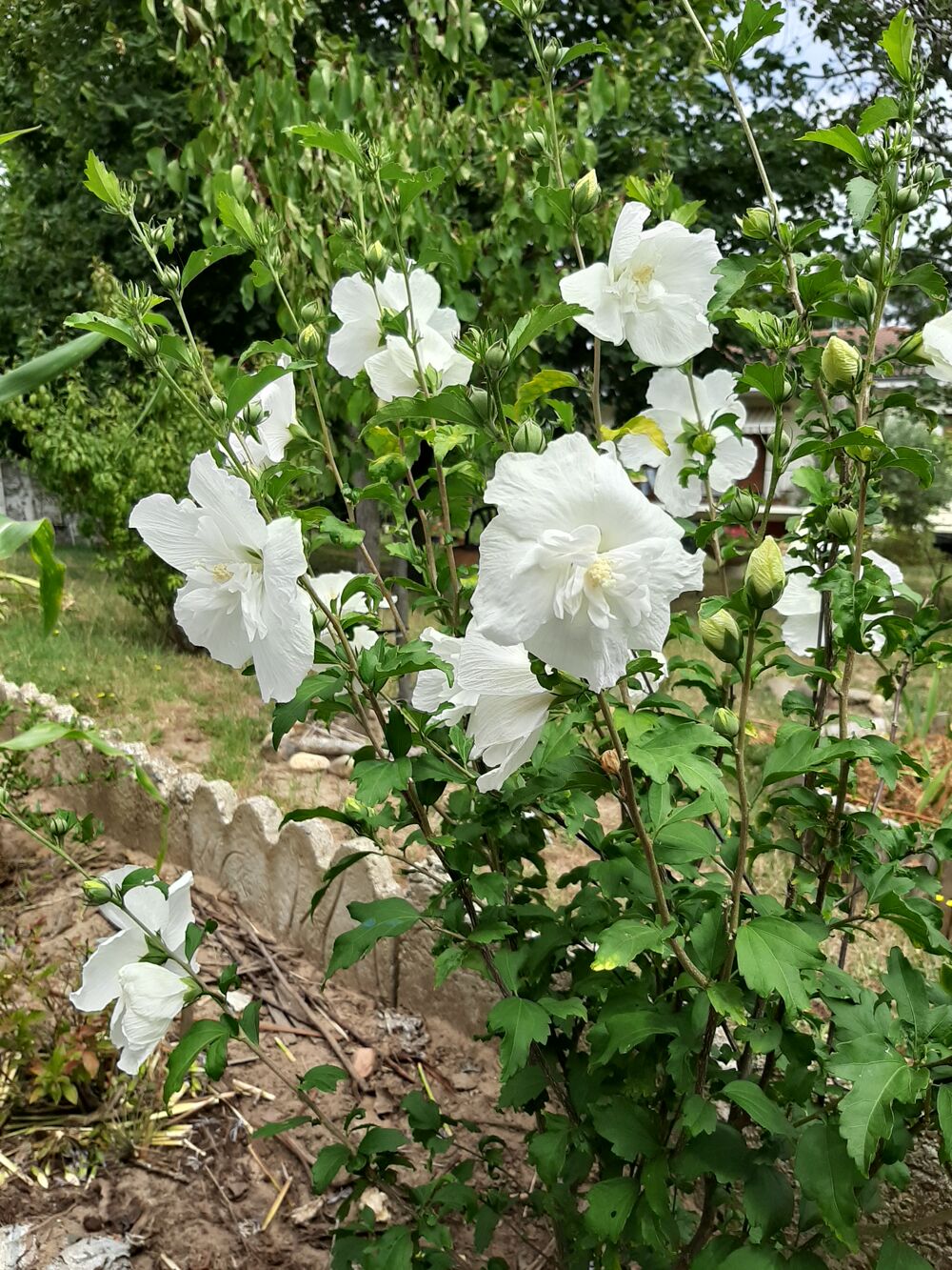  HIBISCUS Fleurs blanches double Jardin