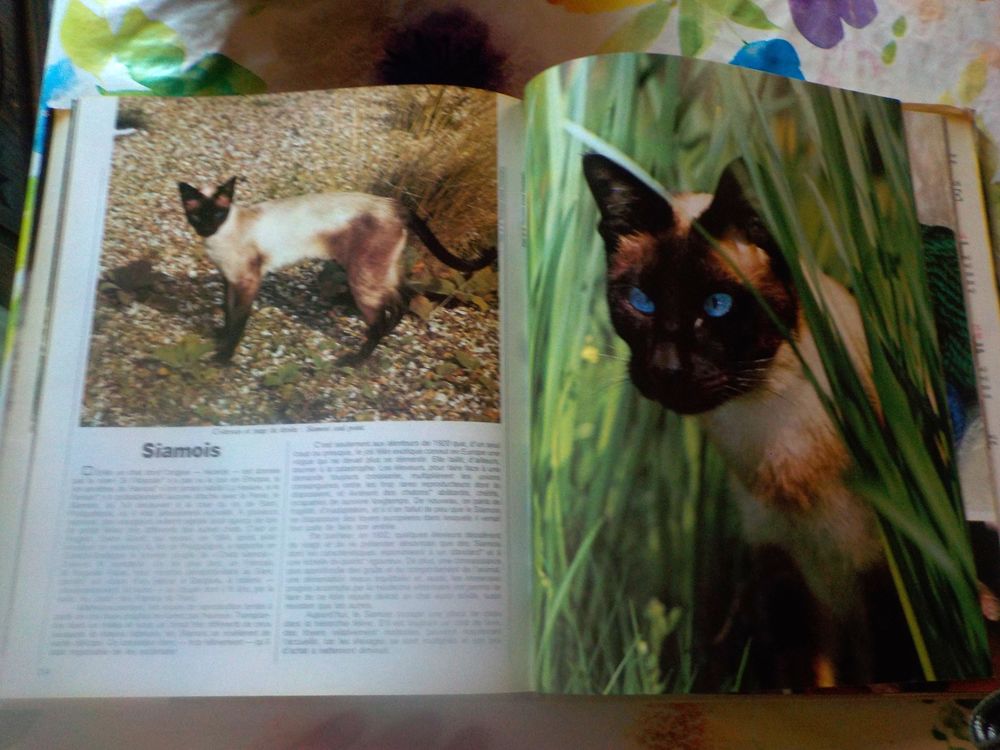 LAROUSSE DU CHAT Livres et BD