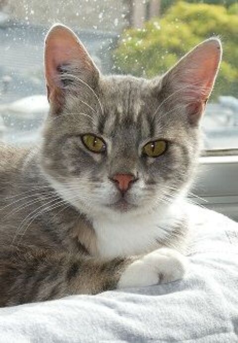 ENDY CHAT TIGRE GRIS 5 ANS 1/2 195 92260 Fontenay-aux-roses