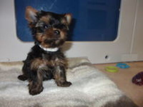   TRES BEAUX CHIOTS YORKSHIRE TERRIER (DE PETIT GABARIT) 