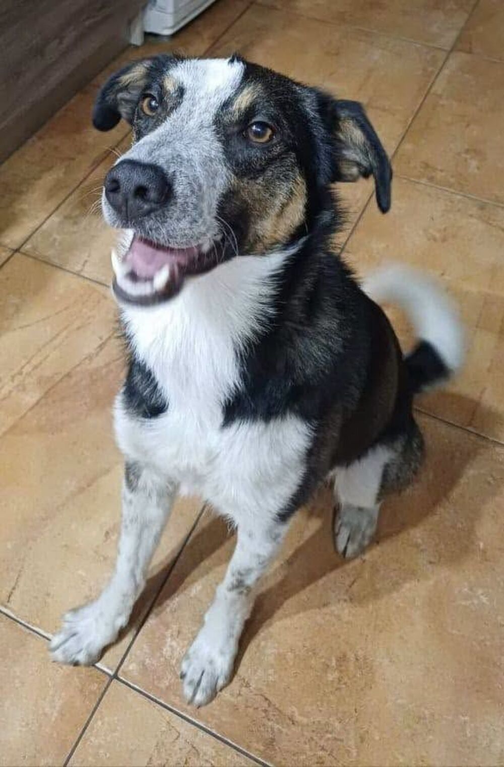   BALOO SE TROUVE EN FAMILLE D'ACCUEIL DANS LE 93  