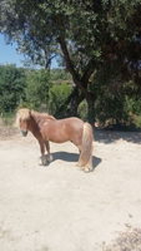   Poney  