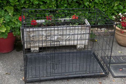 cage pliante  pour transport pour gros chien  30 Dimoz (38)