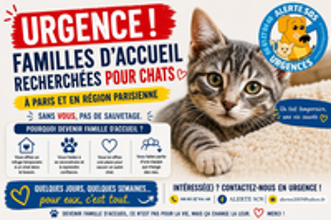   RECHERCHE FAMILLE D'ACCUEIL POUR CHAT SUR PARIS OU REGION PARISIENNE 