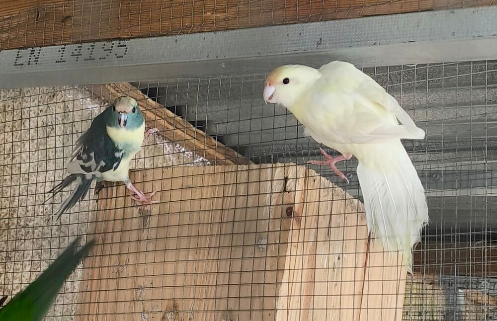   Kakariki et croupion rouge 