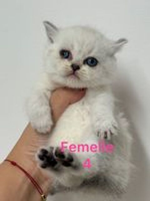   Chaton british 