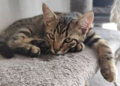   Barbichou, adorable chaton tigré 