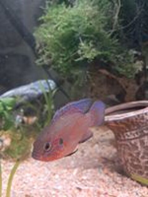   Cichlides Hemichromis lifalili  
