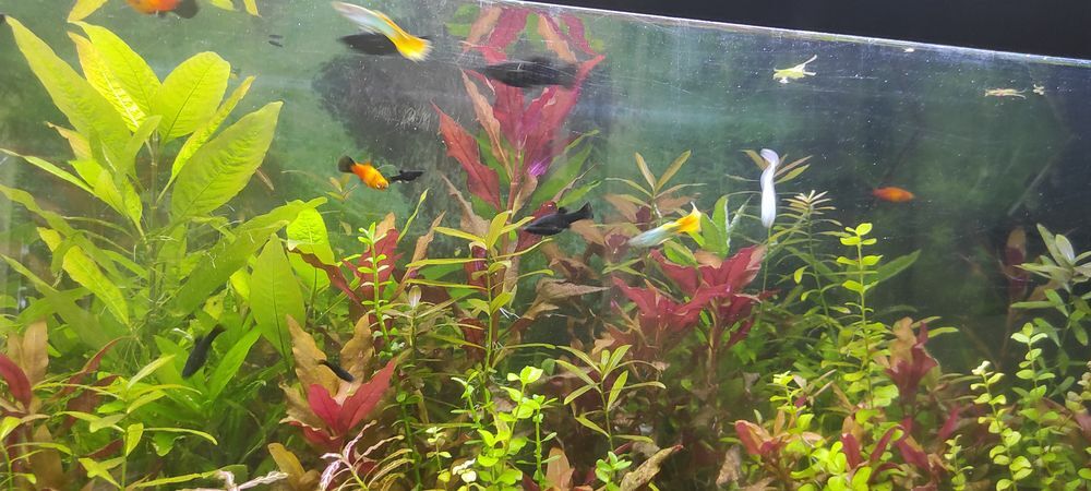 plantes int&eacute;rieures et ext&eacute;rieures + aquarium Jardin