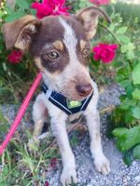   A L'ADOPTION MILO SE TROUVE EN REFUGE UKRAINE 
