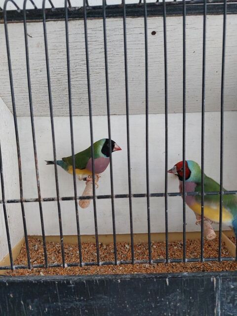 Exotiques Goulds 35 59670 Bavinchove