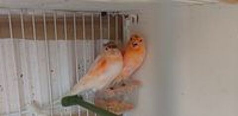   Deux Couple canari 77 
