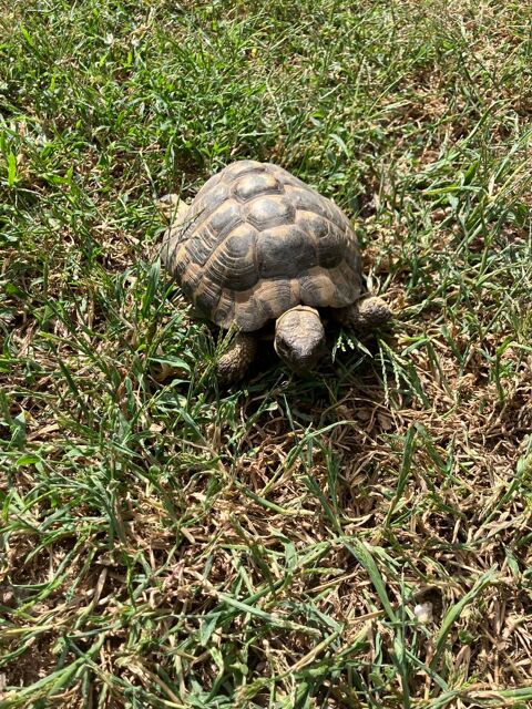 M&acirc;le tortue terrestre 10 ans 130 38200 Vienne