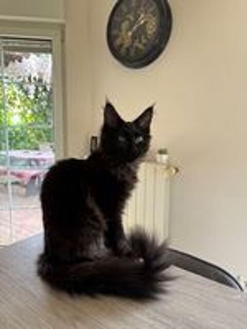  Chaton Maine coon 