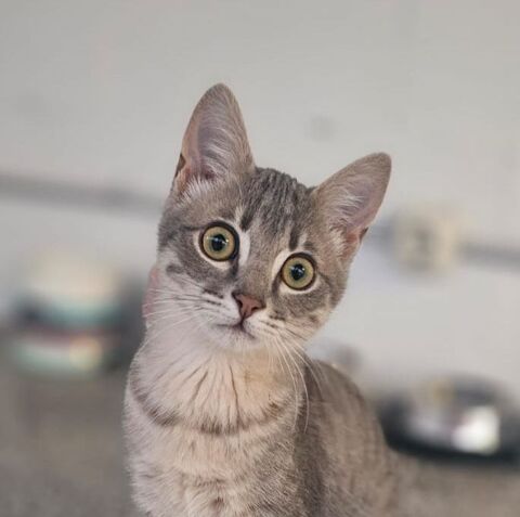 ELVIS 185 27620 Gasny