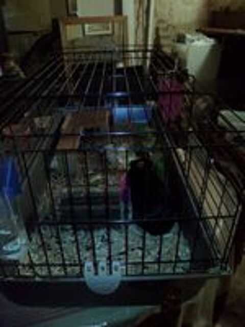   Grande cage pour cochon d'Inde  
