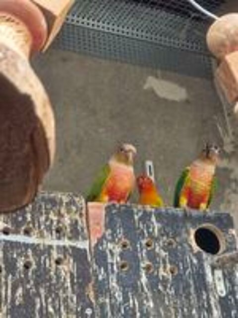   Couple de conure Pyrrhura Molinae 