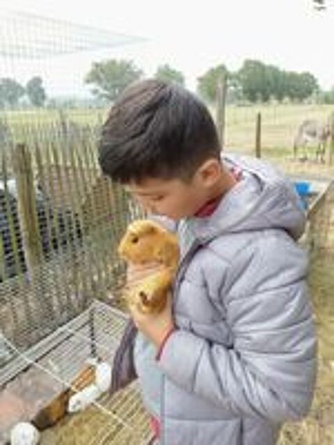   Adorables cochons d'inde Shelty à l'adoption 