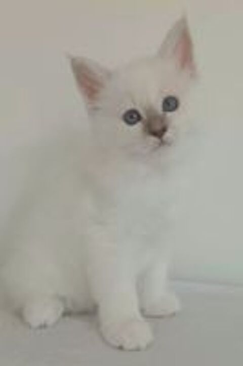   Chaton sacré de Birmanie non LOOF 