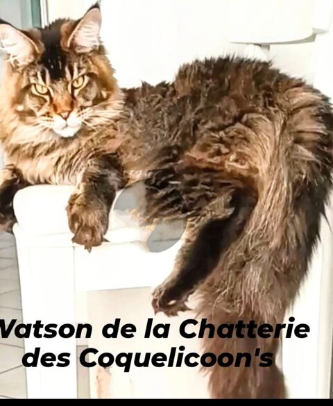 Saillie Maine Coon lignée russe 250 76410 Sotteville-sous-le-val