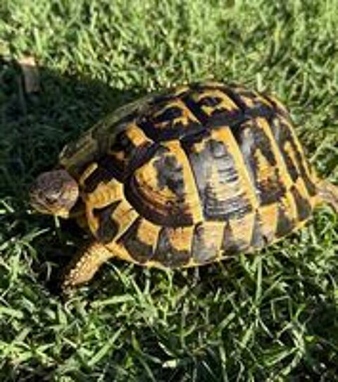   Tortue femelle 20 ans 