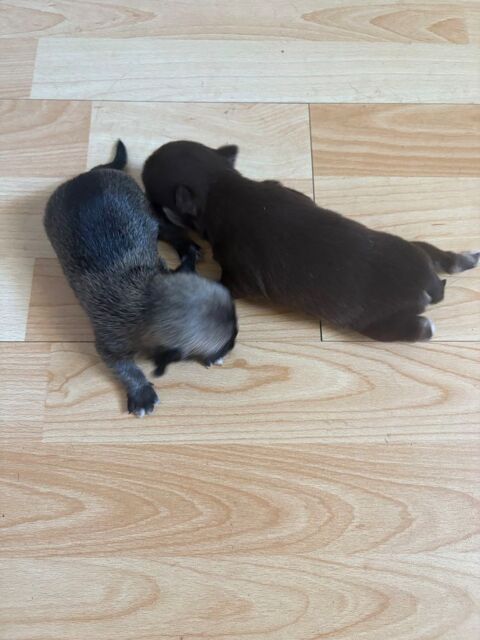 Chiot chihuahua 650 12500 Espalion