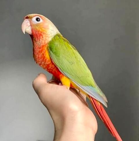 Très Belles Conure Molinaé EAM Bien Apprivoiser Bagués 2025 290 94450 Limeil-brvannes