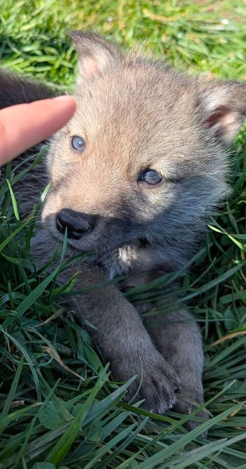Chiot chien loup &agrave; r&eacute;serv&eacute; 1200 42153 Riorges