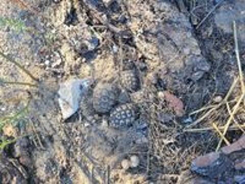   Tortue de terre Hermann et grecques  