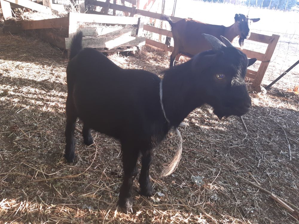   chevreau nain 