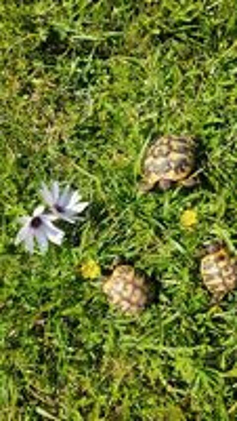   Tortues de terre 