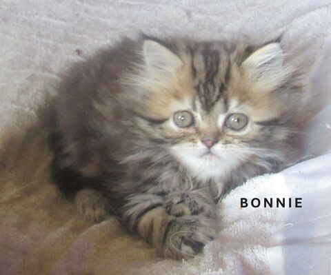 MAGNIFIQUE CHATON PERSAN FEMELLE LOOF A RESERVER 900 43100 Javaugues