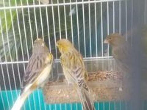  Canaris  