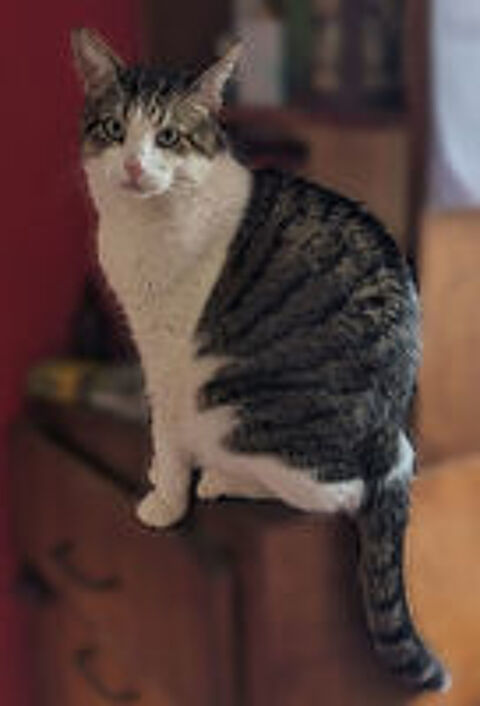   BERNARD CHAT TIGRE BLANC 4 ANS 