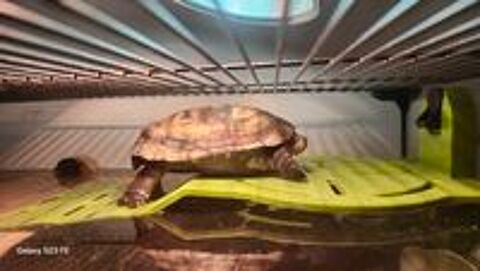   Tortue pelomedusa subrufa avec son aquarium KARAPAS de 80L 